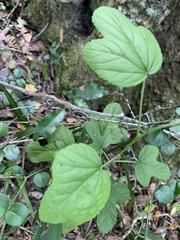 Hibiscus pedunculatus