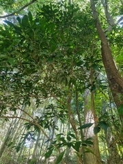 Planchonella chartacea