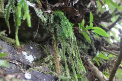 Phlegmariurus fordii