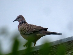 Streptopelia chinensis