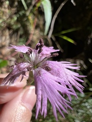 Dianthus pygmaeus