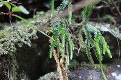 Phlegmariurus fordii