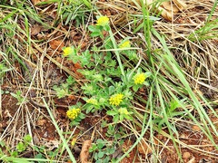 Leobordea corymbosa