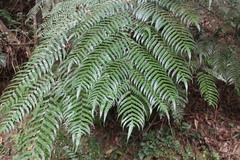 Gymnosphaera podophylla