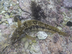 Clinus superciliosus