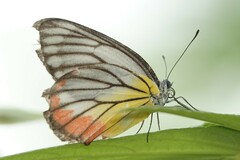 Delias hyparete