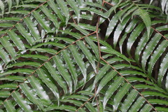 Gymnosphaera podophylla