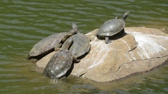 Phrynops geoffroanus