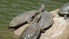 Phrynops geoffroanus