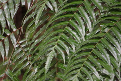 Gymnosphaera podophylla