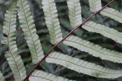Gymnosphaera podophylla