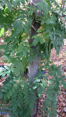 Wisteria floribunda
