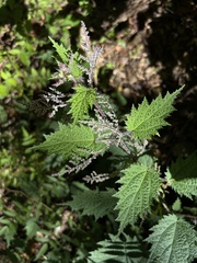 Urtica thunbergiana
