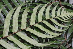 Gymnosphaera podophylla