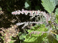 Urtica thunbergiana