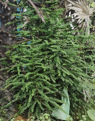 Phyllanthus tenellus