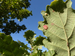 Neuroterus quercusbaccarum