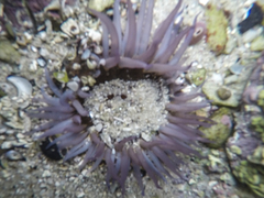 Anthopleura michaelseni