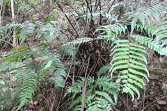 Gymnosphaera podophylla