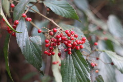 Viburnum luzonicum