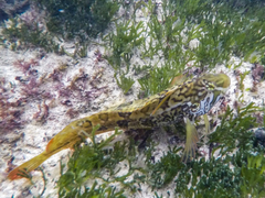 Clinus superciliosus