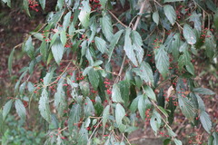 Viburnum luzonicum