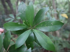 Machilus