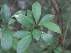 Machilus