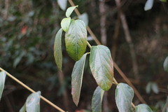 Viburnum luzonicum
