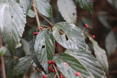 Viburnum luzonicum