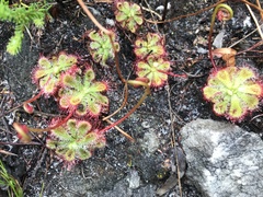 Drosera xerophila