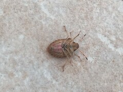 Peribalus strictus strictus