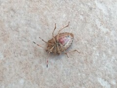 Peribalus strictus strictus