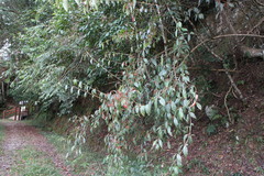 Viburnum luzonicum