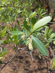 Terminalia sericea