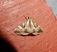 Agrioglypta itysalis