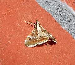 Agrioglypta itysalis