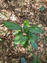 Acronychia wilcoxiana