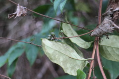 Lonicera hypoglauca