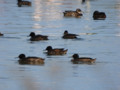 Heteronetta atricapilla