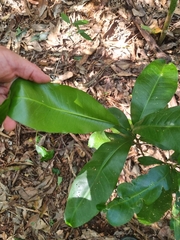 Acronychia wilcoxiana