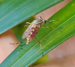Aedes vittiger