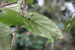 Lonicera hypoglauca