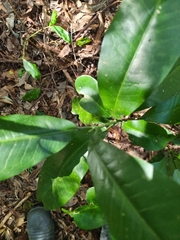 Acronychia wilcoxiana