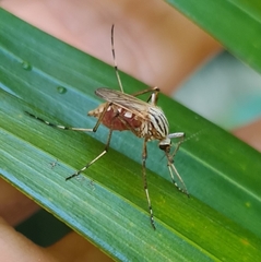 Aedes vittiger