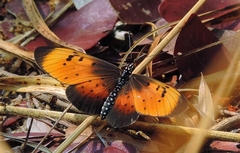 Acraea natalica