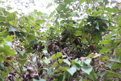 Lonicera hypoglauca
