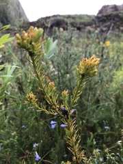 Cyclopia genistoides