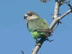 Poicephalus