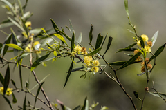 Acacia verniciflua